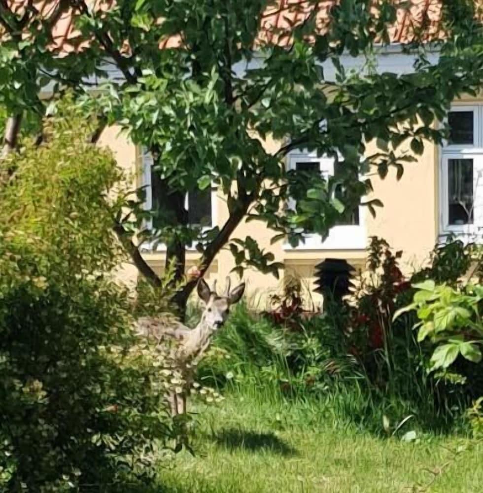 Hotel Pepita Allinge-Sandvig Buitenkant foto